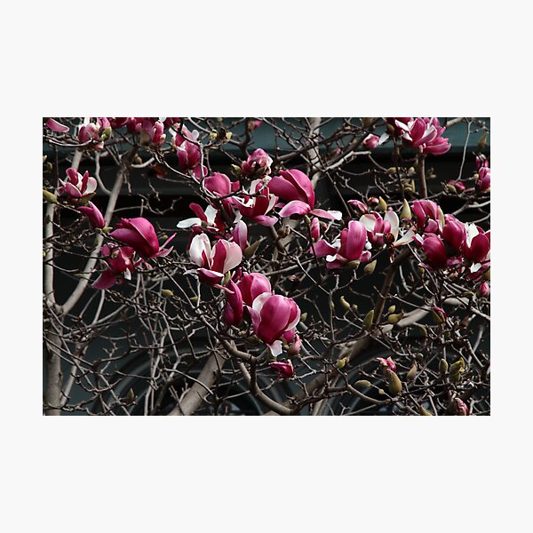 Magnolia II Photographic Print