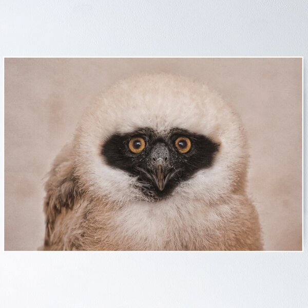 Item preview, Eye Contact designed and sold by Val Saxby.