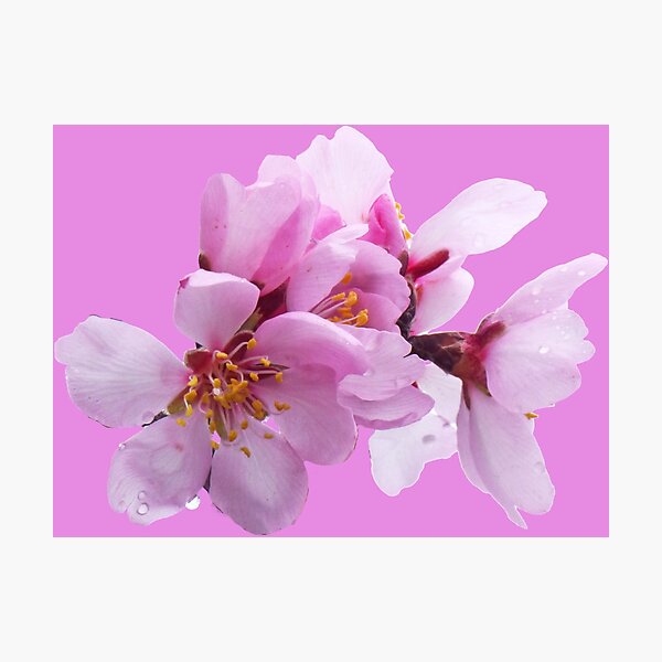 Item preview, Almond Tree Flowers. designed and sold by MindTravel.