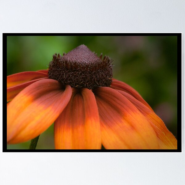 Artikelvorschau, Echinacea's Indian summer entworfen und verkauft von Wanda Staples.