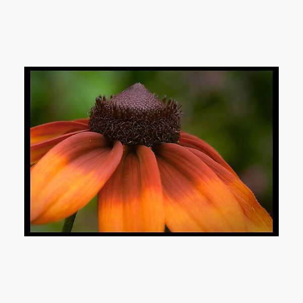 Item preview, Echinacea's Indian summer designed and sold by Wanda Staples.