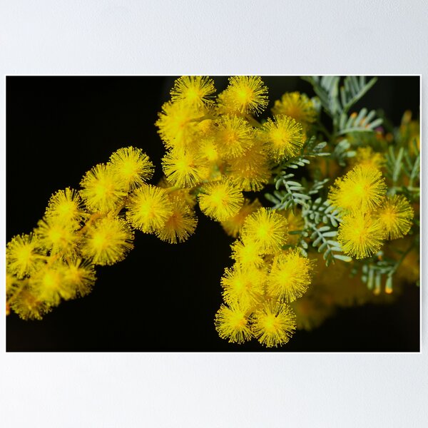 Artikelvorschau, Acacia chinchillensis entworfen und verkauft von andrachne.