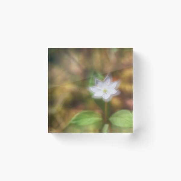 Item preview, Starflower designed and sold by Veikko  Suikkanen.
