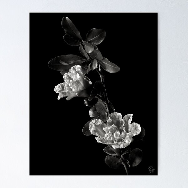 Item preview, Pomegranate in Black and White designed and sold by Endre.