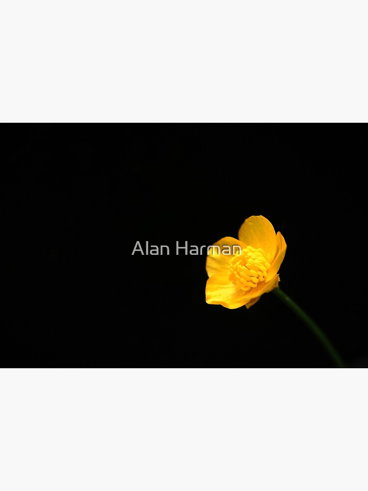 Buttercup Flower by AlanHarman