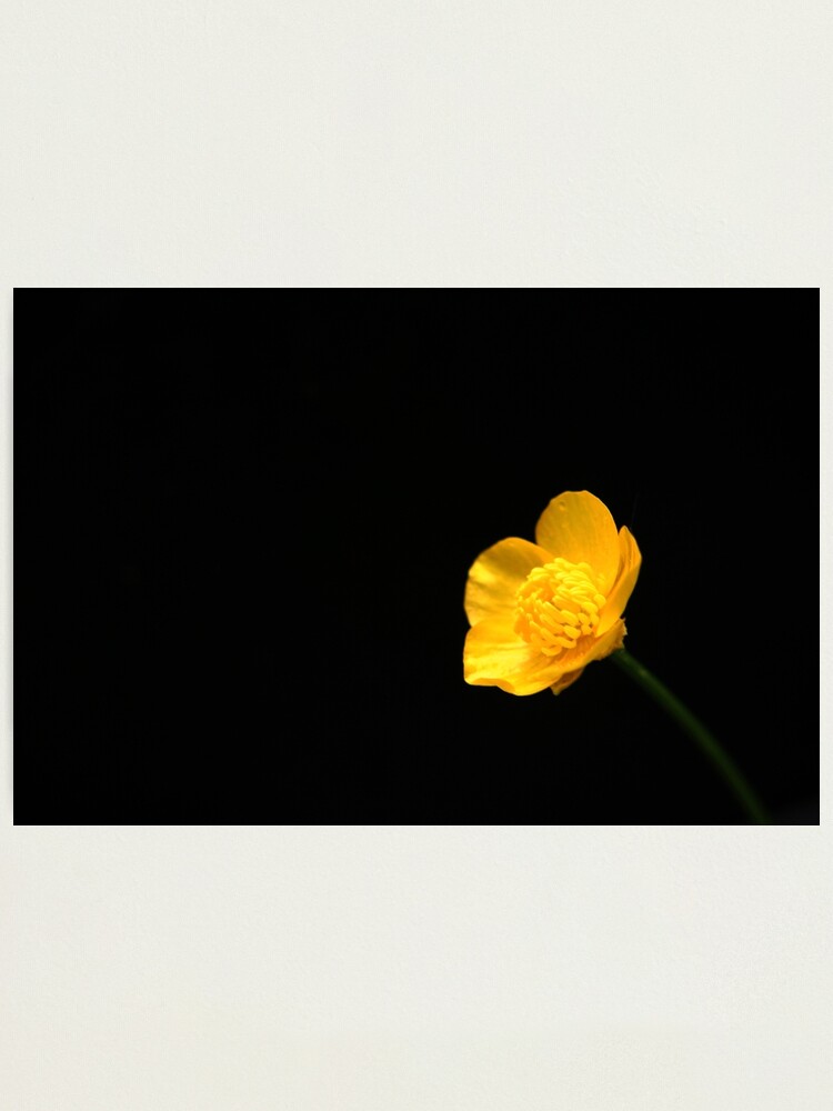 Alternate view of Buttercup Flower Photographic Print
