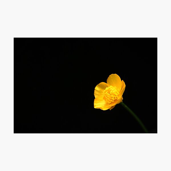 Buttercup Flower Photographic Print