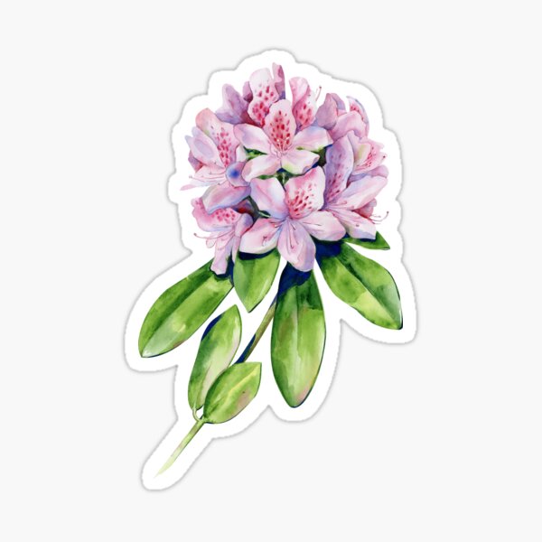 Ultimate Guide to Rhododendron Meaning and Symbolism  Petal Republic