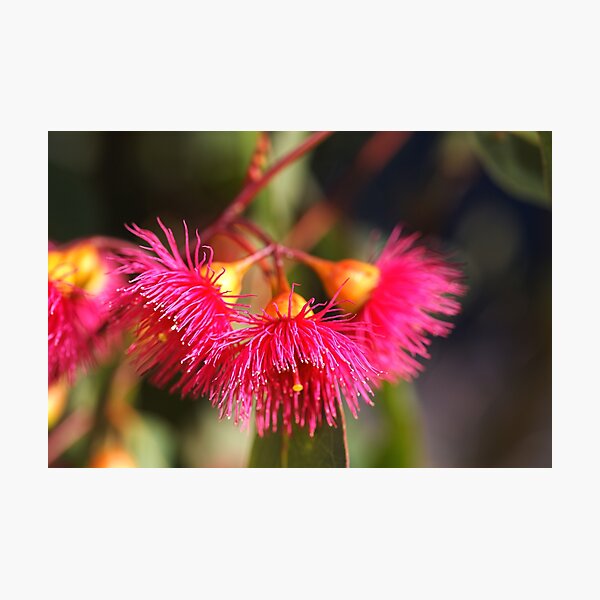 Eucalyptus Living Bells Photographic Print