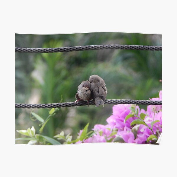 Lovebirds Poster