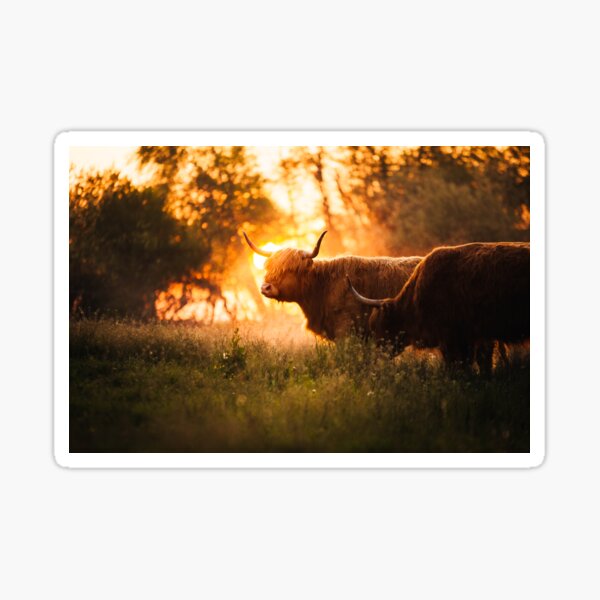 Highland Cattle during Golden Hour Sticker