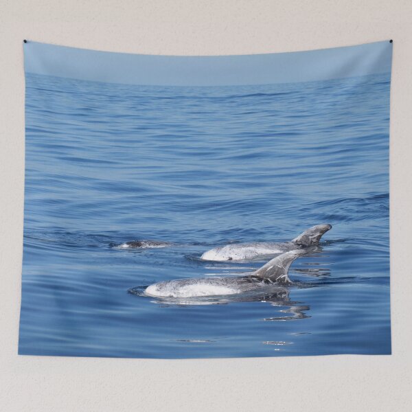 Item preview, Risso´s dolphins (Grampus griseus) in the Atlantic ocean  designed and sold by Chloé Yzoard.