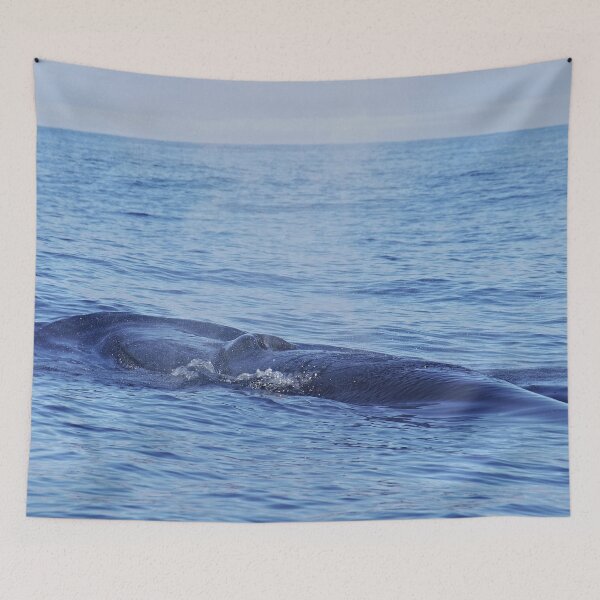 Item preview, Tropical whale: The Bryde´s whale designed and sold by Chloé Yzoard.