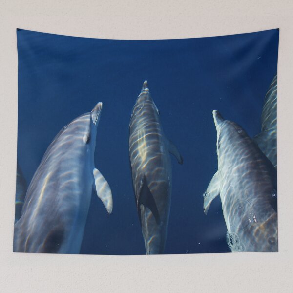 Item preview, Spotted dolphins playing by the boat designed and sold by Chloé Yzoard.