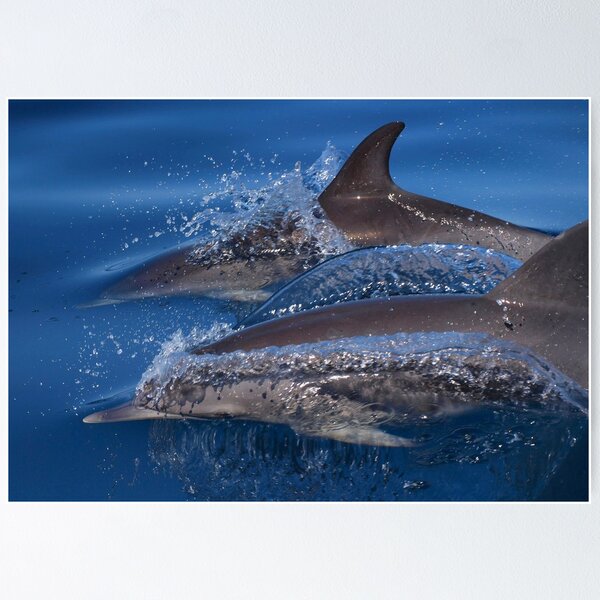 Item preview, Spotted dolphin  designed and sold by chloeyzoard.