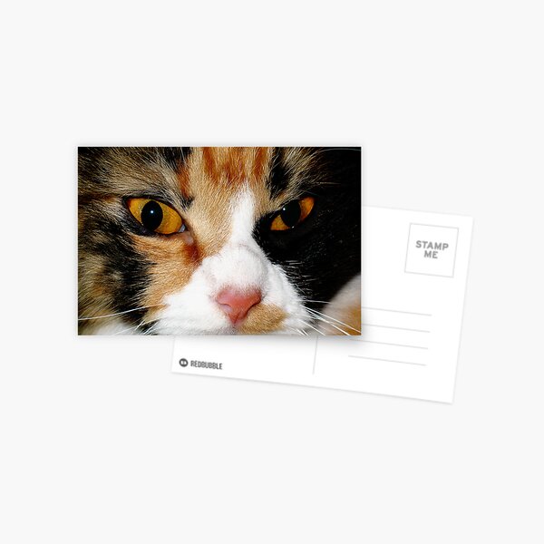 AMINAH BEE FACE, CAT PHOTOGRAPHY Postcard