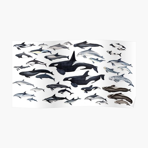 Delfinvielfalt Poster