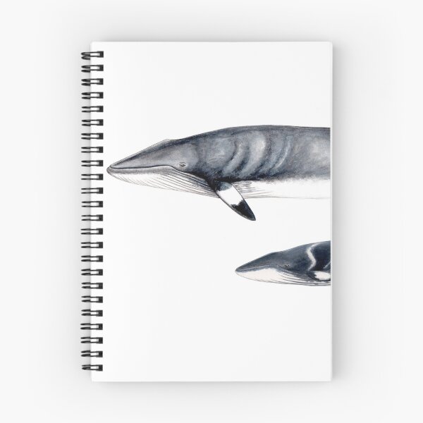 Item preview, Minke whale designed and sold by chloeyzoard.