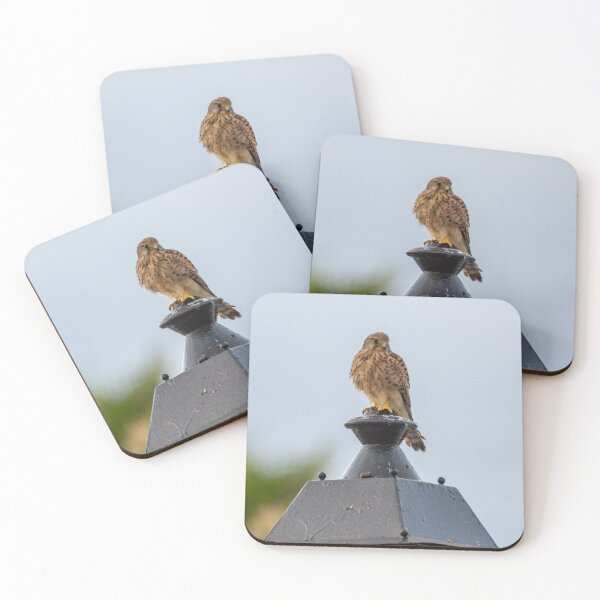 Item preview, Kestrel on guard designed and sold by iCimages.net.