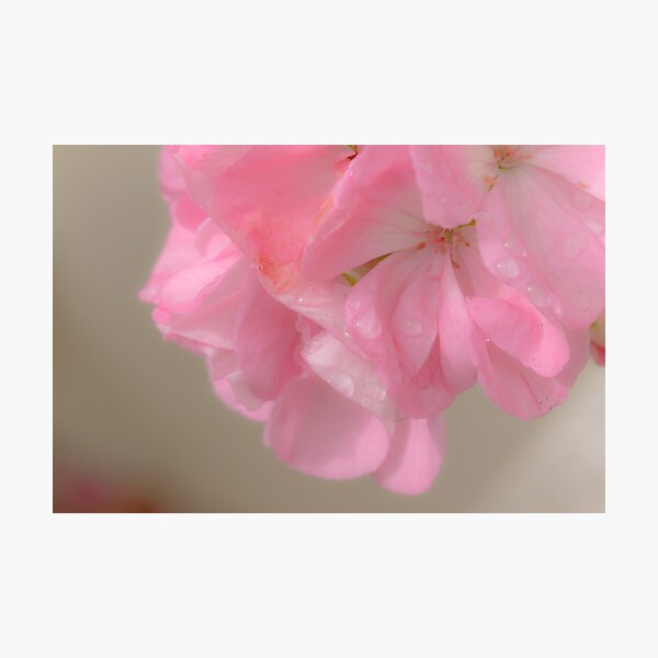 A Drop Of The Soft Stuff Photographic Print