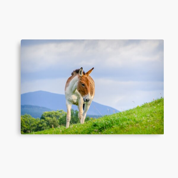 Aperçu de l'œuvre Un poney sauvage asiatique se tenant sur une colline créée et vendue par Logopad.