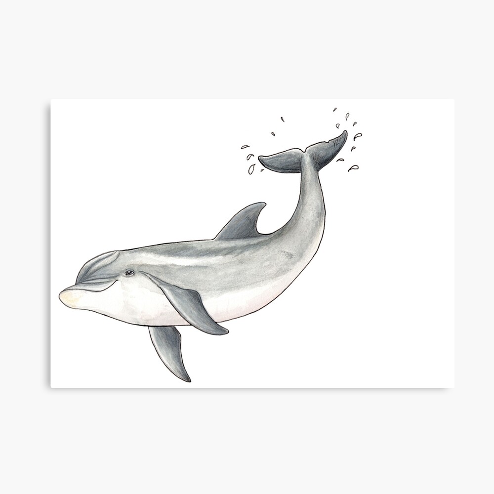 Impression Photo Bebe Dauphin A Gros Nez Par Chloeyzoard Redbubble