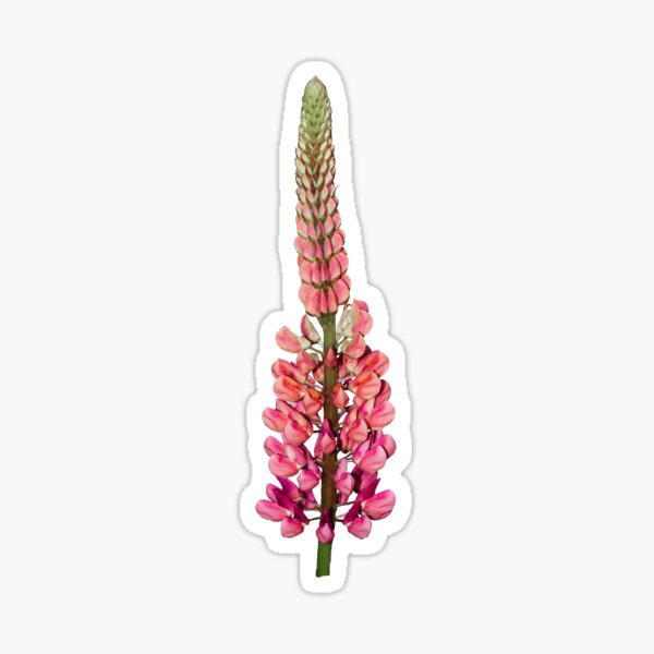 Artikel-Vorschau von Lupine-Blume, designt und verkauft von JuliaWatkins.