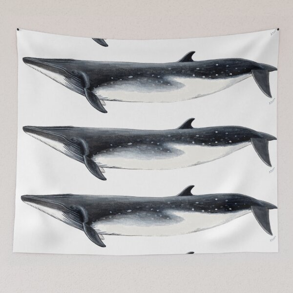 Item preview, Bryde´s Whale designed and sold by chloeyzoard.