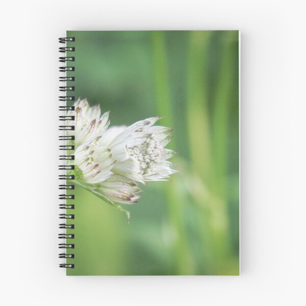 Aperçu de l'œuvre Astrantia créée et vendue par Kit-Jenn.