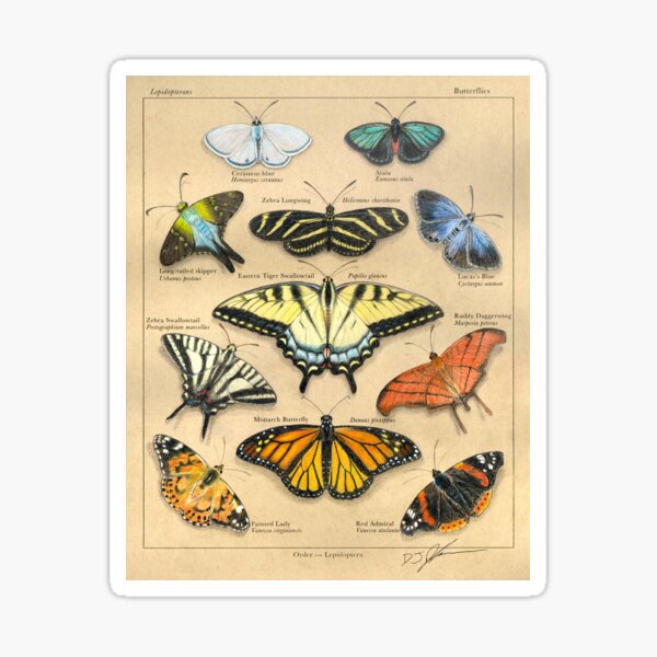Lepidopterans Plate Illustration Sticker