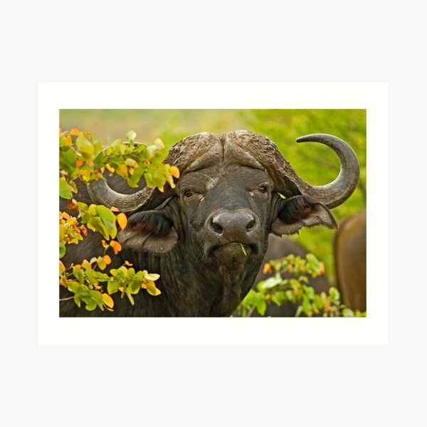 African Buffalo (Syncerus caffer) Art Print