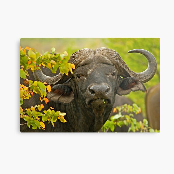 African Buffalo (Syncerus caffer) Metal Print