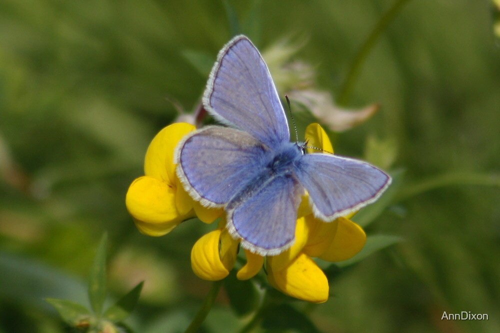 gay feet escort butterfly gay feet escort butterfly