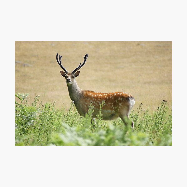 Item preview, Sika Deer with Antlers and Summer Coat designed and sold by MendipBlue.