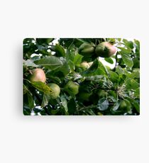 Crabapples Canvas Print