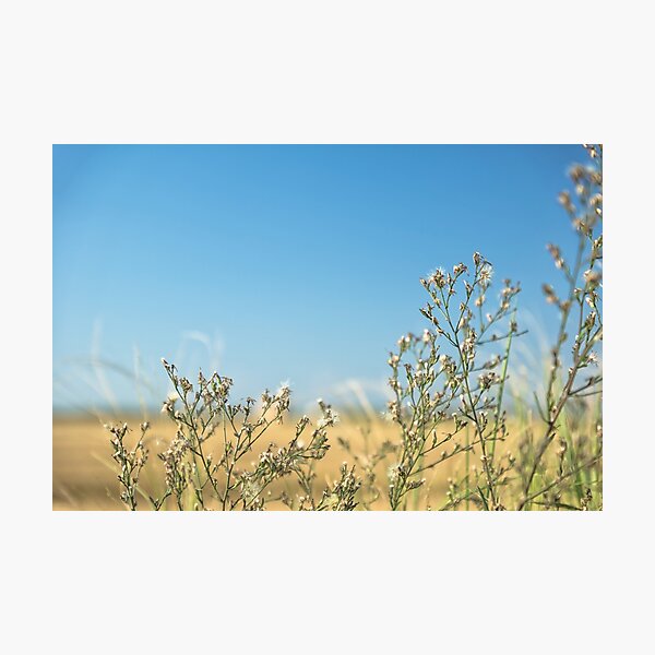 Artikelvorschau, der wind schwingt die blumen entworfen und verkauft von Filigranas Digitales.