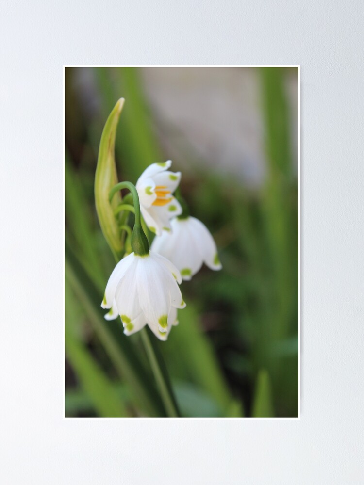 Thumbnail 1 of 3, Poster, Detailed Flower designed and sold by AthenaAPhoto.