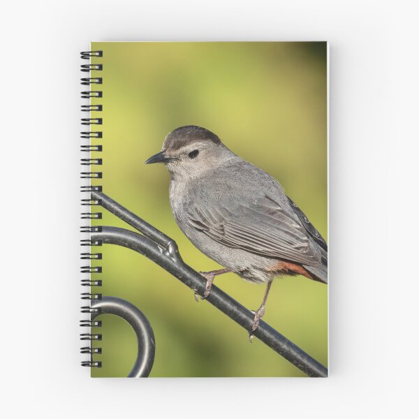 Item preview, Grey Catbird 2019-1 designed and sold by Thomasyoung.