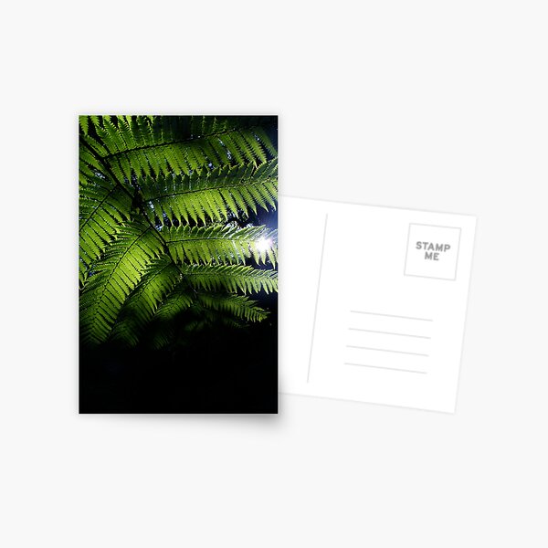 'Fernlight' Postcard