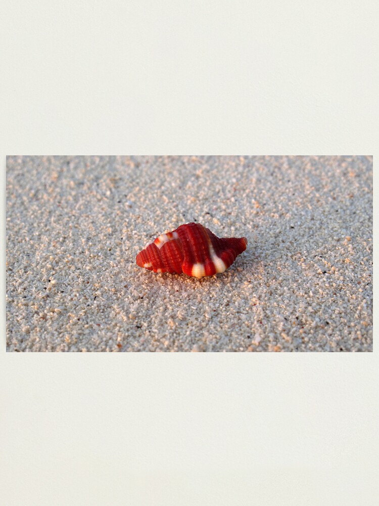 Alternate view of Perfection in Miniature Photographic Print