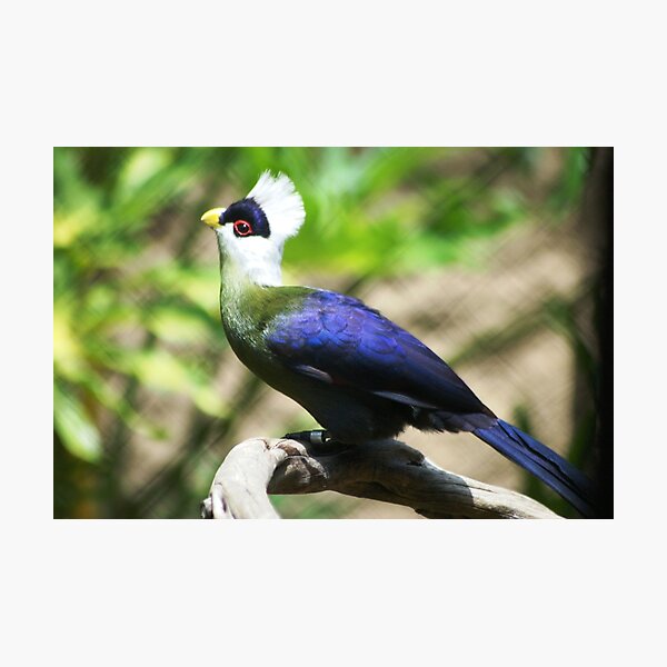 White-crested turaco or Tauraco leucolophus Photographic Print