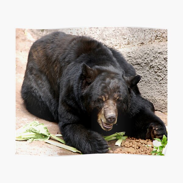 Black bear Poster