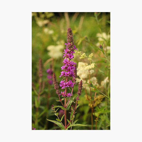 Wildflower Meadow Photographic Print