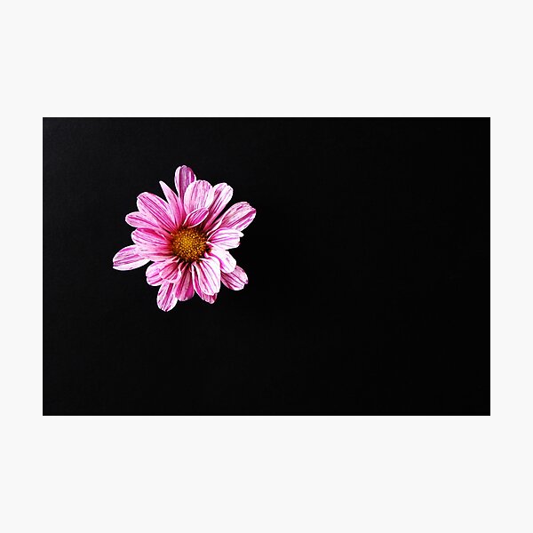 Chrysanthemum Flower Photographic Print