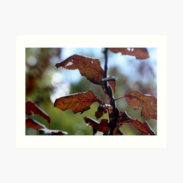 Bleeding leaves Art Print