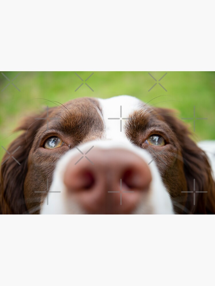 Nosy Springer Spaniel by Gypsykiss