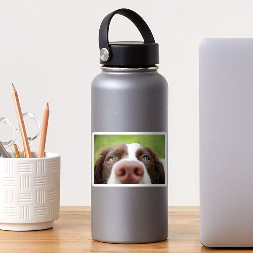 Nosy Springer Spaniel Sticker
