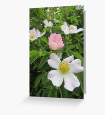 où poussent les roses sauvages Carte de vœux