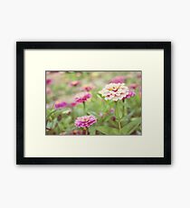 Zinnia patch Framed Print
