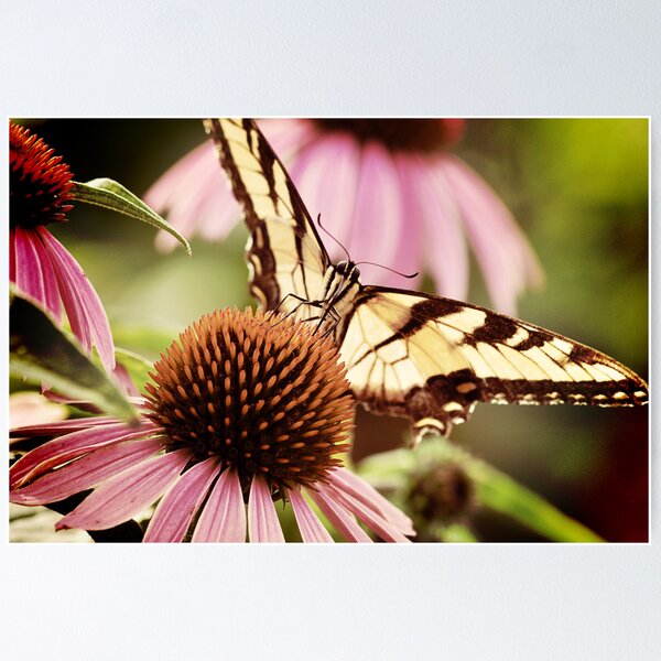 Item preview, Swallowtail designed and sold by JudiLyn.